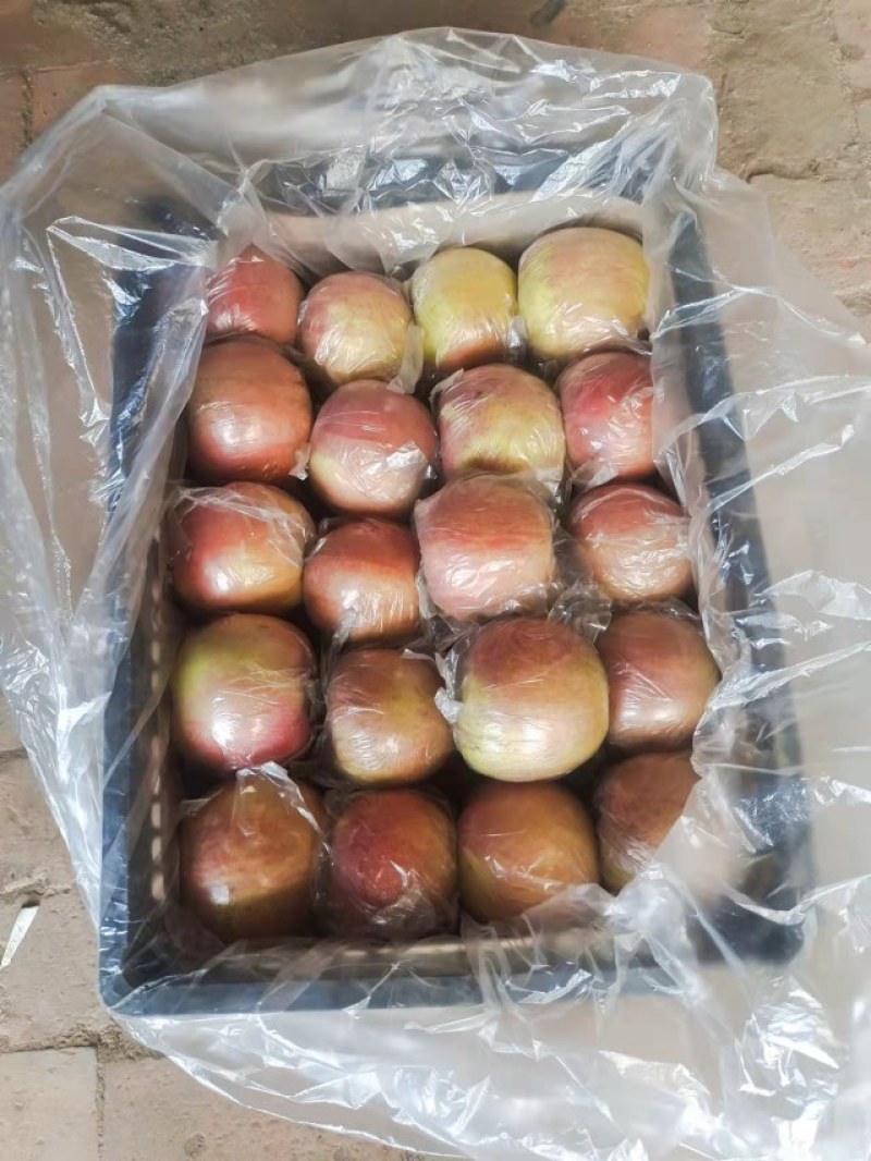 冰糖心红富士苹果，精品红富士苹果，电商，网店货量大从优