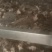 长期出售黄河湿地野生羊肚菌