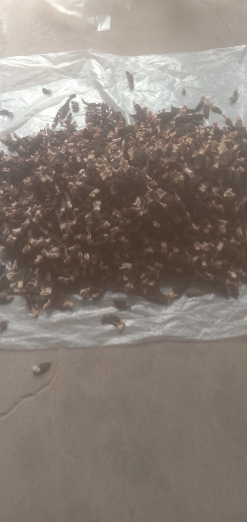 长期出售黄河湿地野生羊肚菌