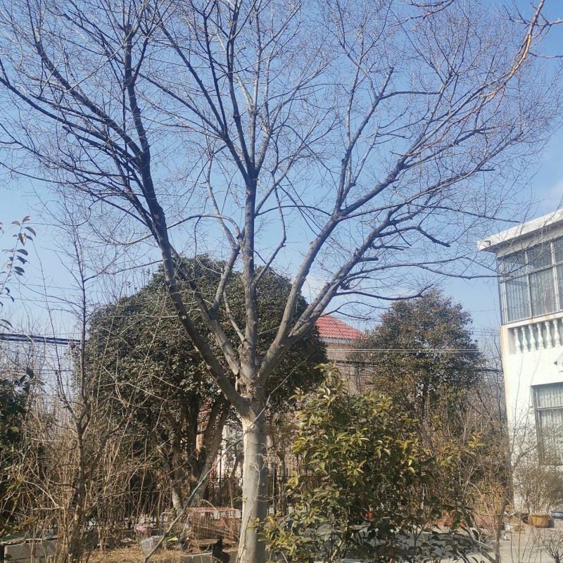 供应青檀树、青檀树桩、丛生青檀树（直径15一350公分）