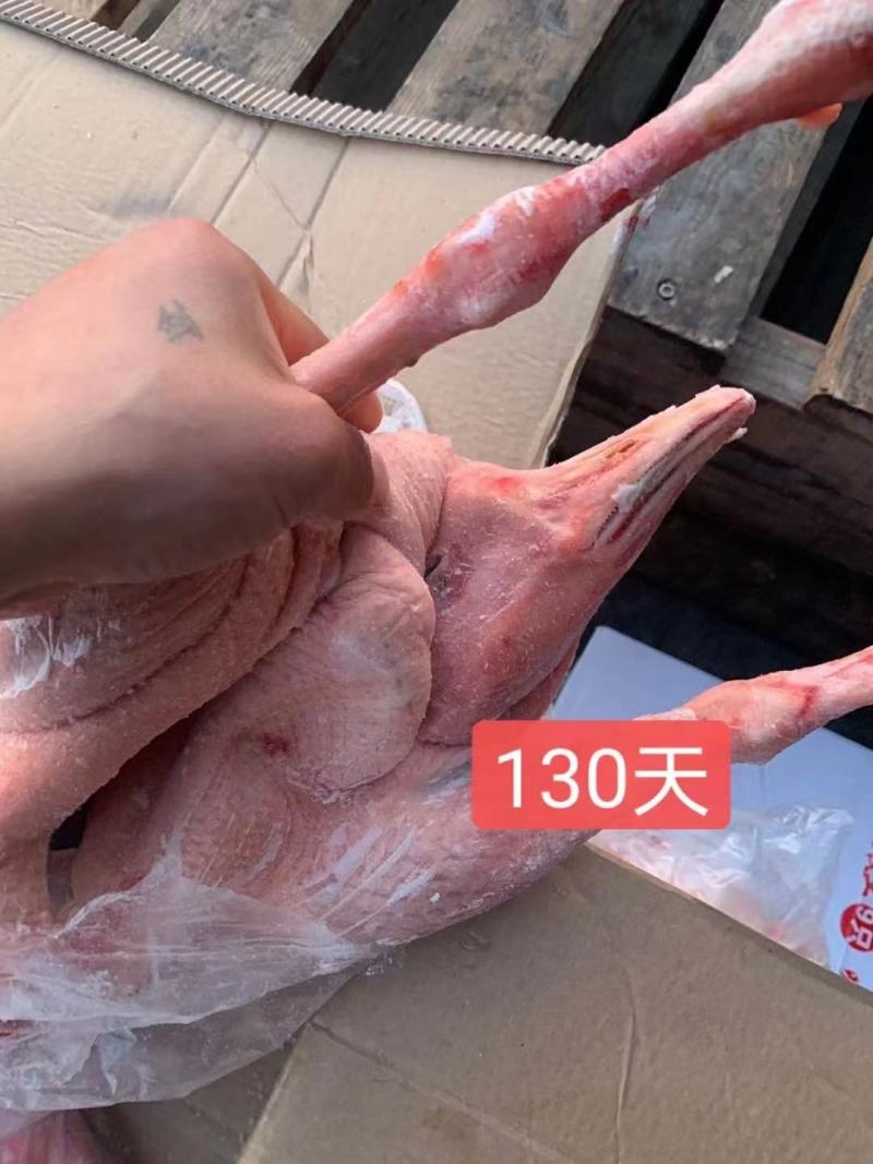 中鹅100-180天@济南东徽鹅业，一件也是批发价