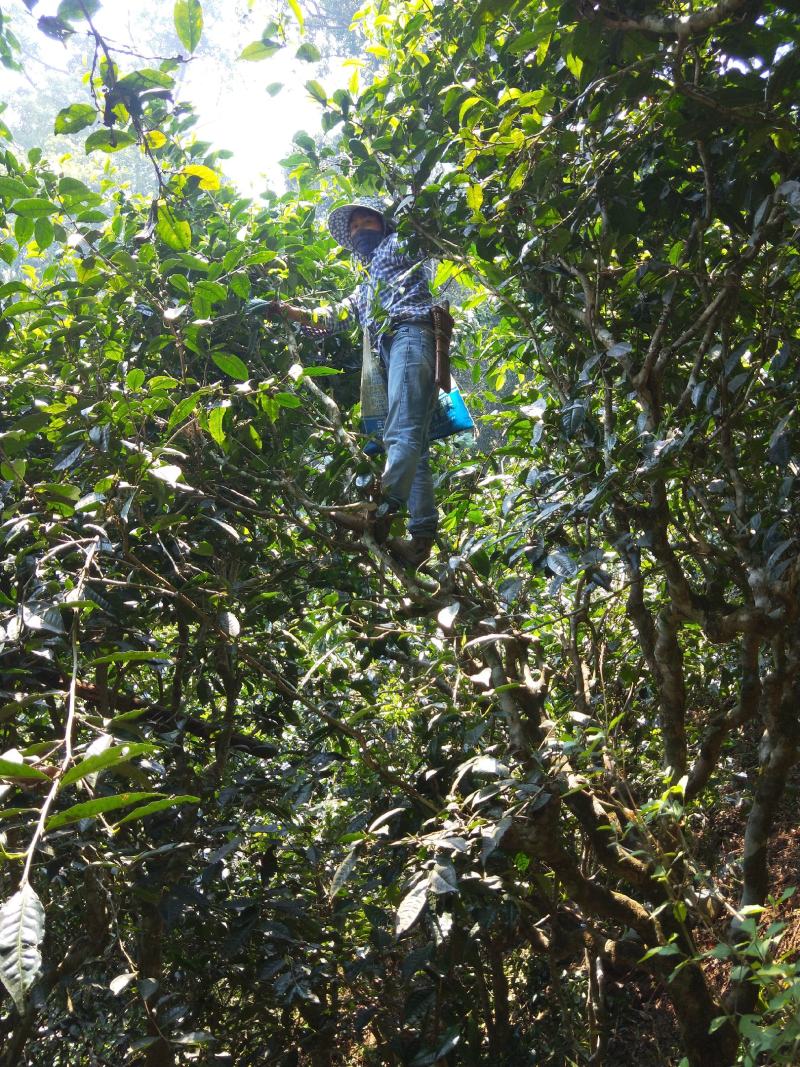 云南景洪勐龙勐宋晒青潽洱茶