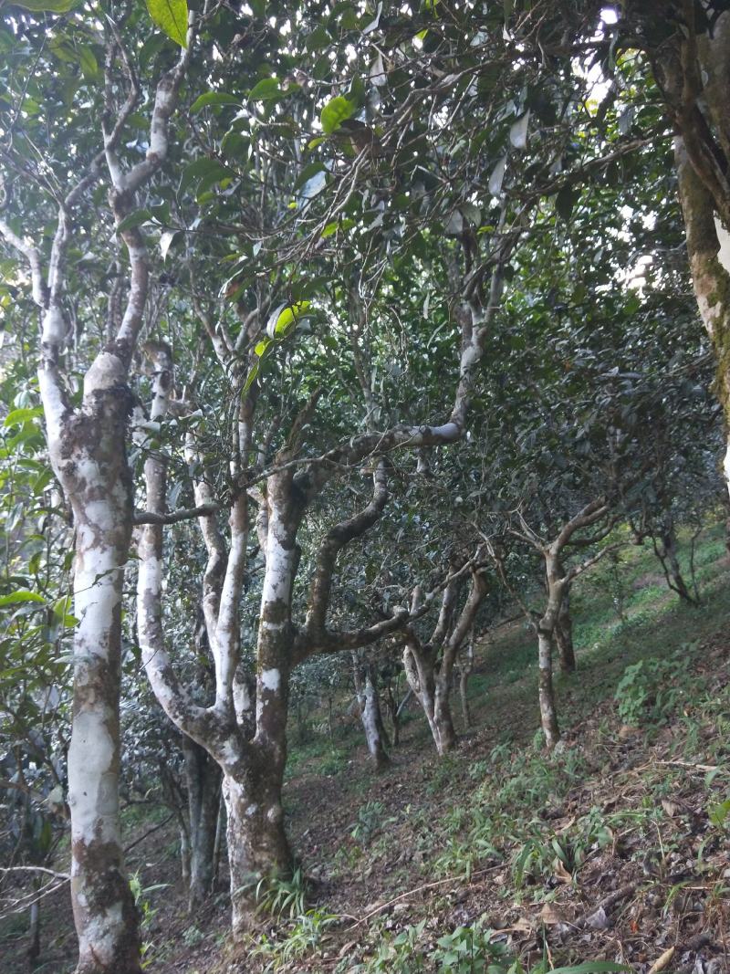 云南景洪勐龙勐宋晒青潽洱茶