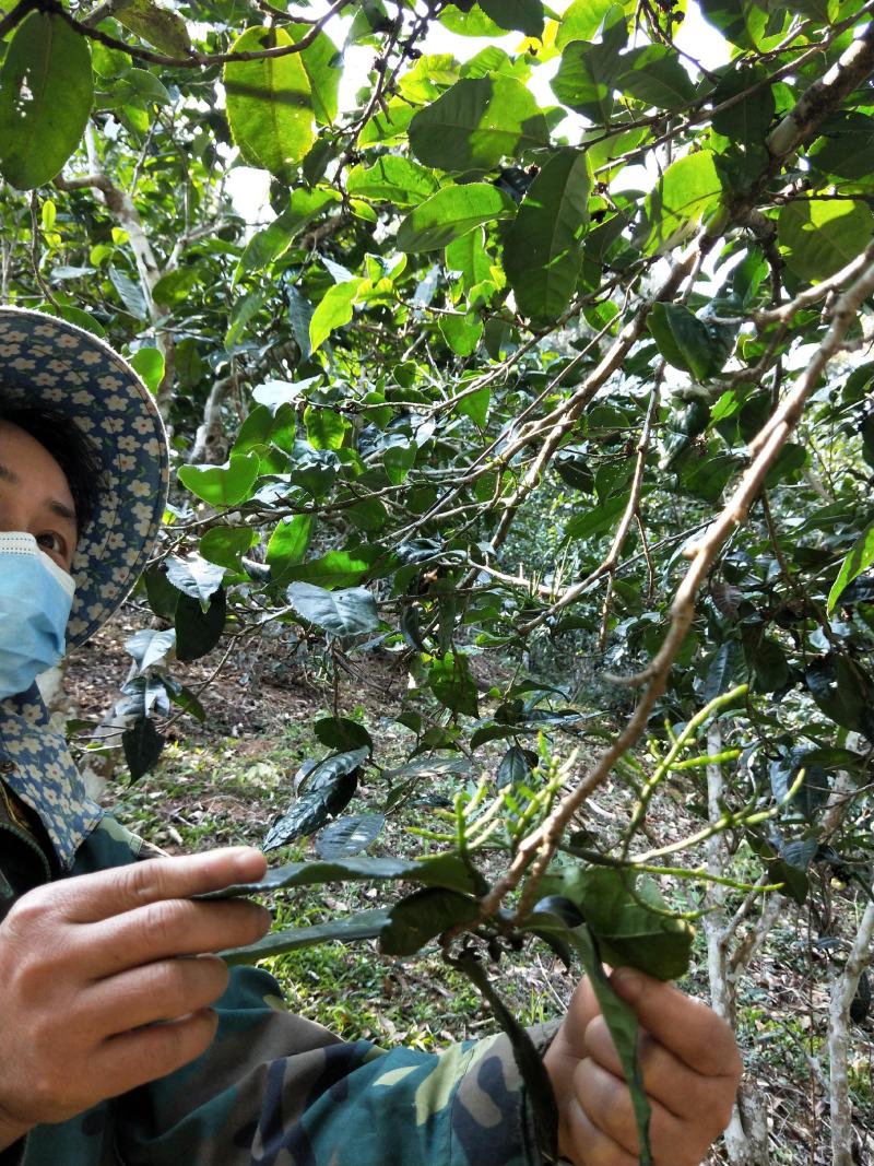 云南景洪勐龙勐宋晒青潽洱茶