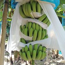 海南昌江优质特色产品巴西香蕉纯巴西香蕉
