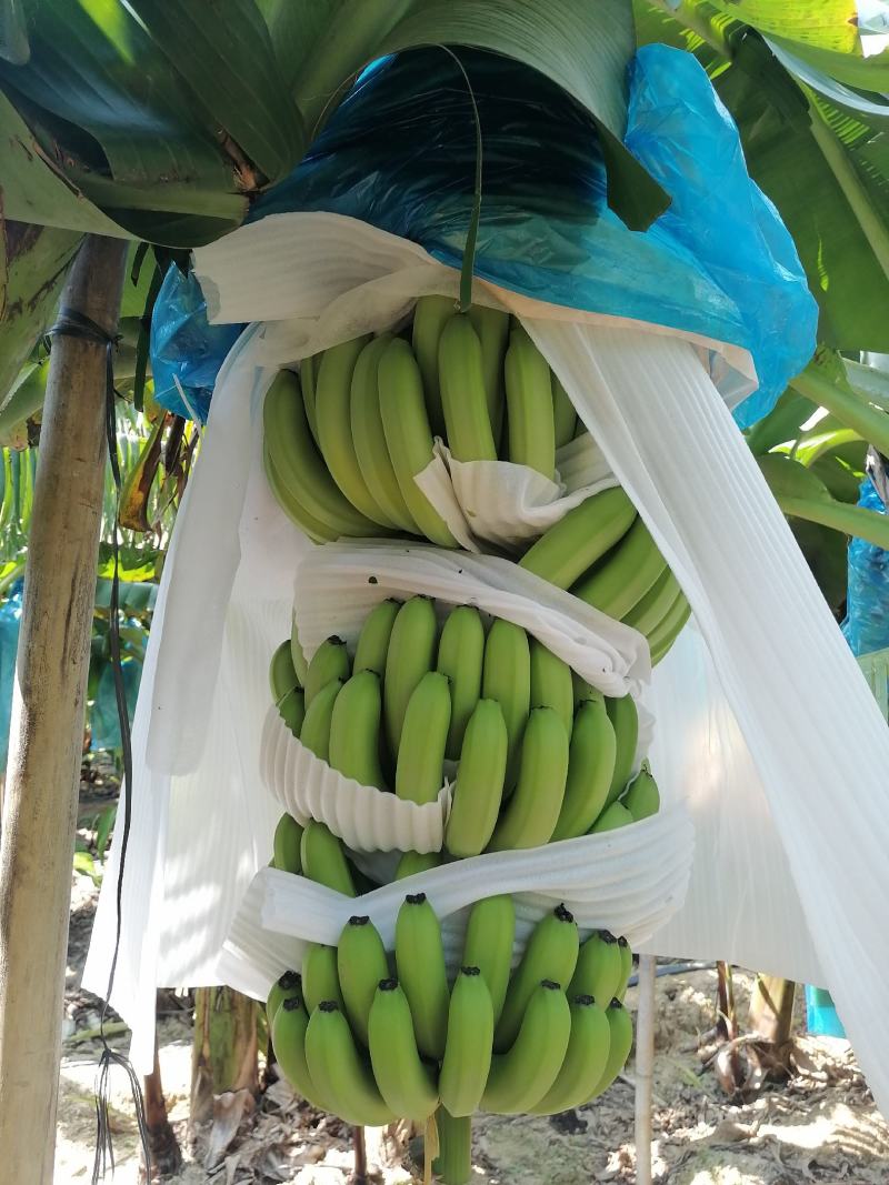 海南昌江优质特色产品巴西香蕉纯巴西香蕉