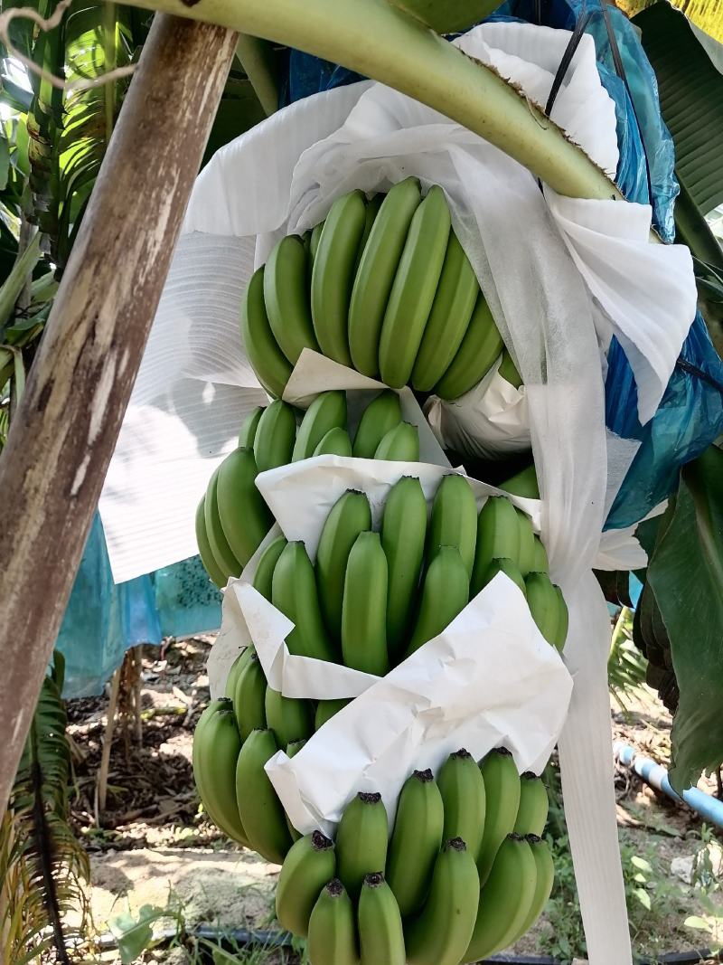 海南昌江优质特色产品巴西香蕉纯巴西香蕉