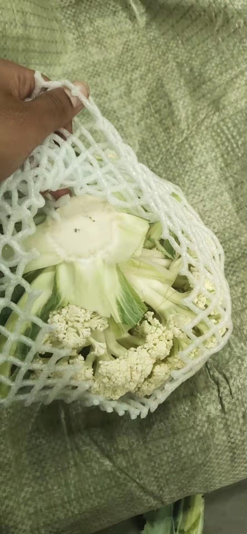有机花菜，货源充足，产地直供，欢迎进店选购