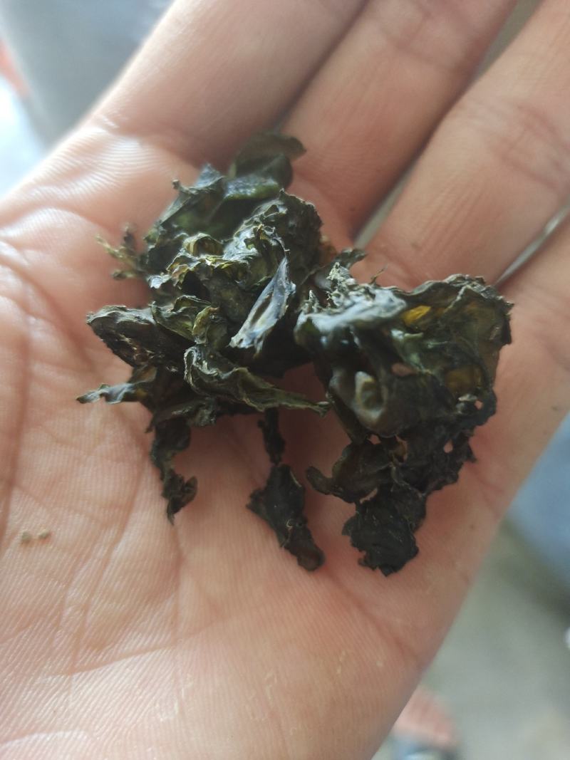 地皮菜。野生地皮菜。水洗地皮菜。