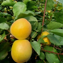 温室金太阳杏