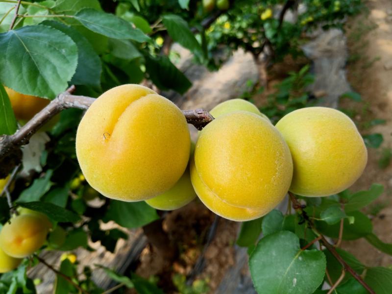 温室金太阳杏