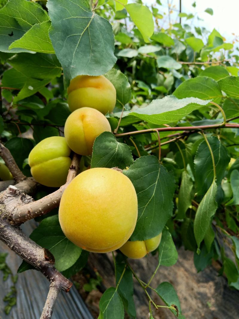 温室金太阳杏