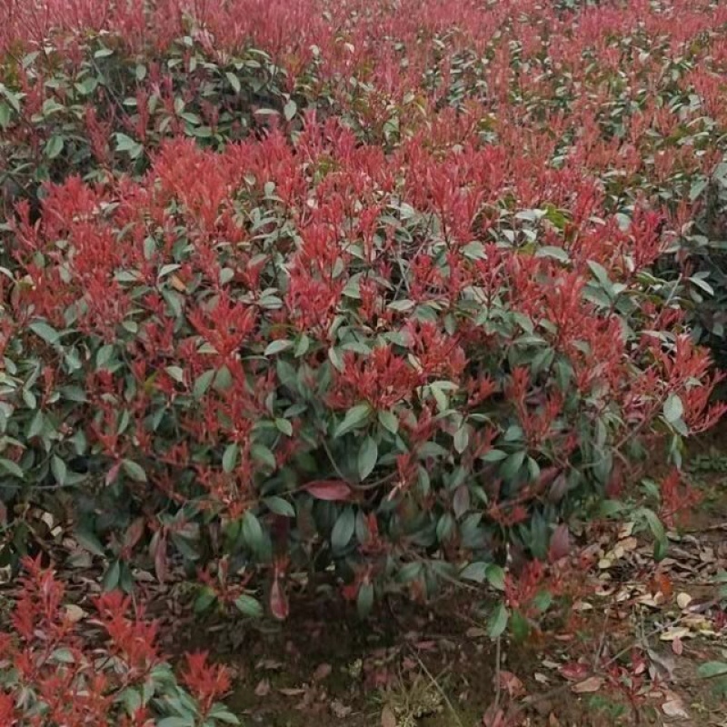 120公分红叶石楠球，高度120左右，球形冠幅饱满。