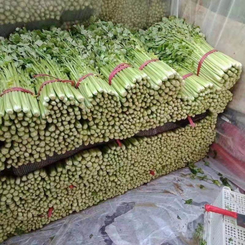 精品芹菜，质量有保证，价格实惠，欢迎电话咨询