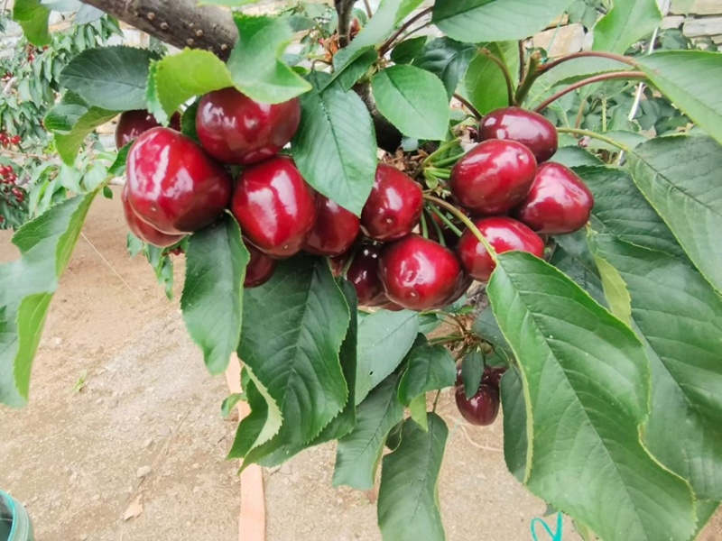 暖棚大樱桃大量上市，当地种植大户，价格优惠