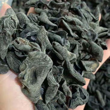精品小木耳
