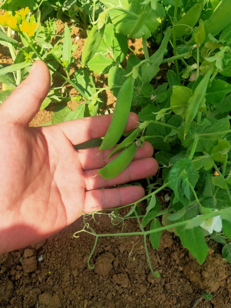 中豌九号豌豆十一号豌豆长寿仁大量上市中欢迎新老朋友前来