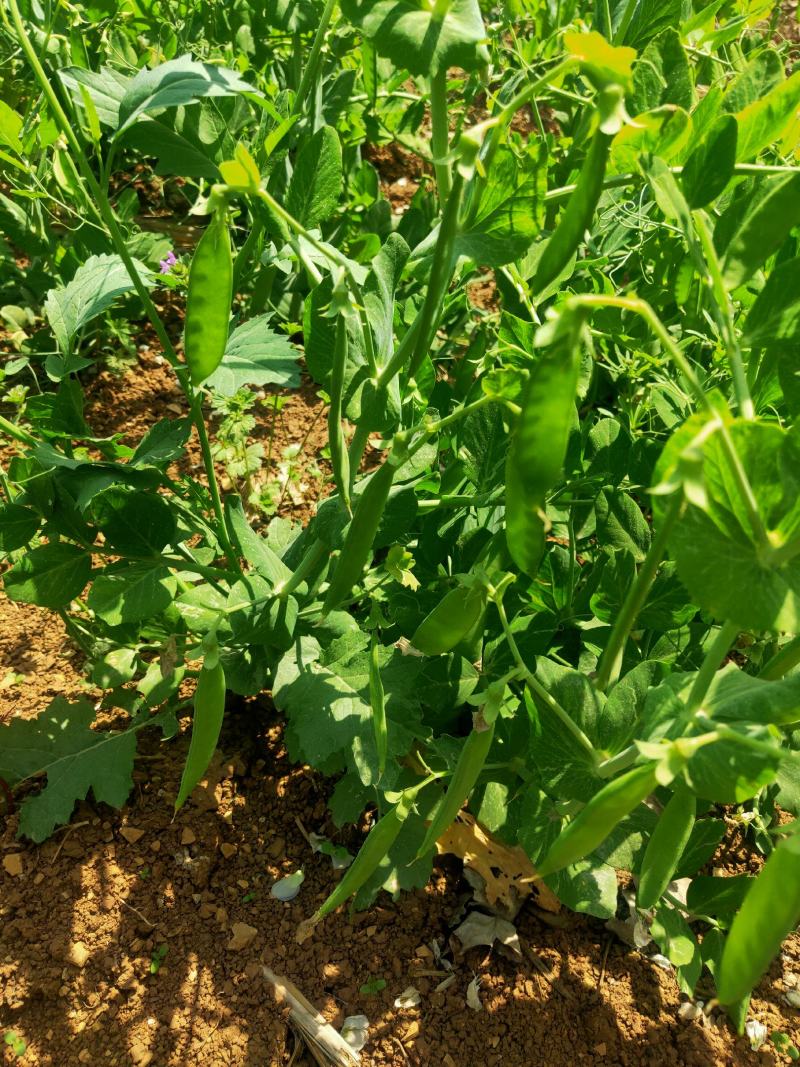 中豌九号豌豆十一号豌豆长寿仁大量上市中欢迎新老朋友前来