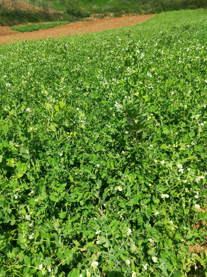 中豌九号豌豆十一号豌豆长寿仁大量上市中欢迎新老朋友前来