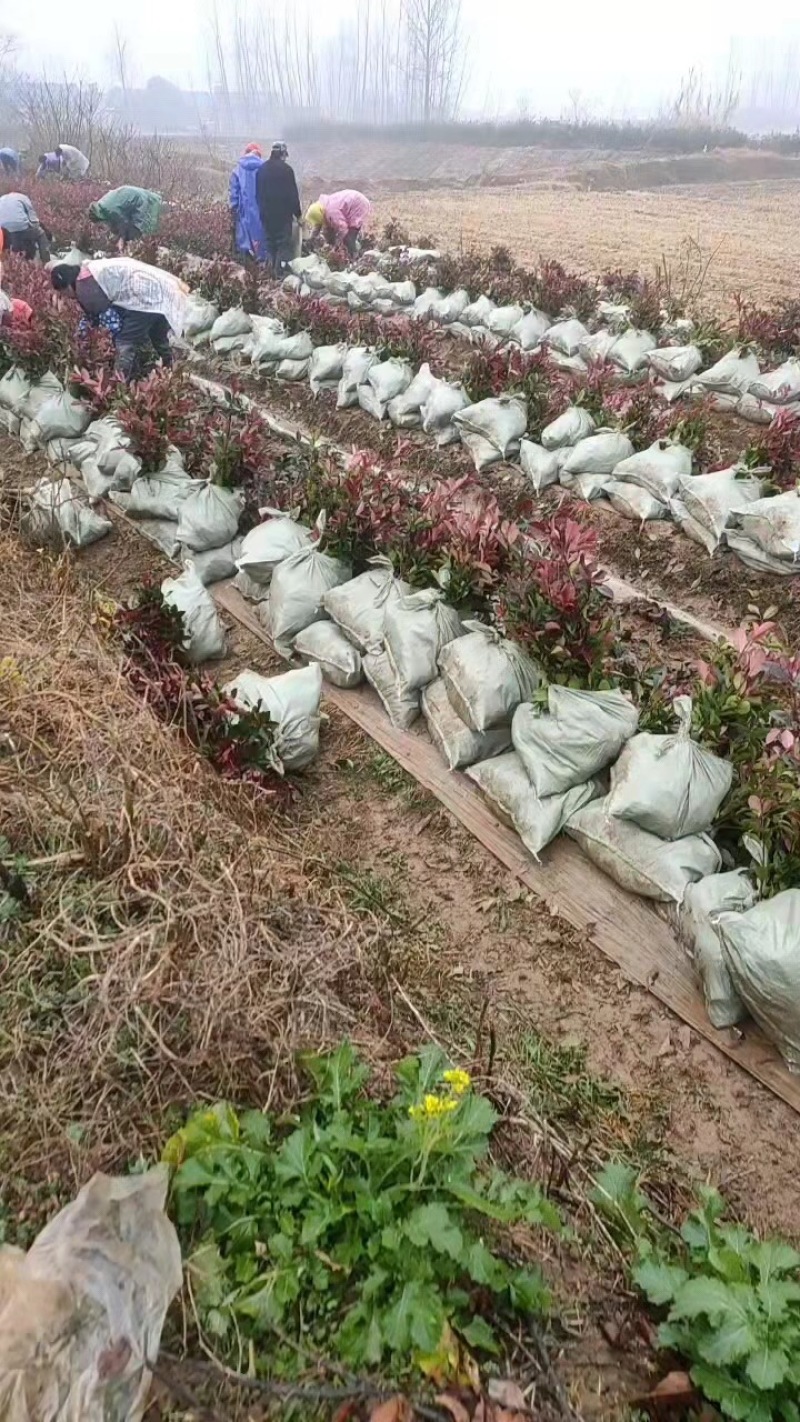 红叶石楠小杯苗，高度20公分至五十公分。