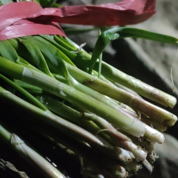 紫根陆地头刀韭菜