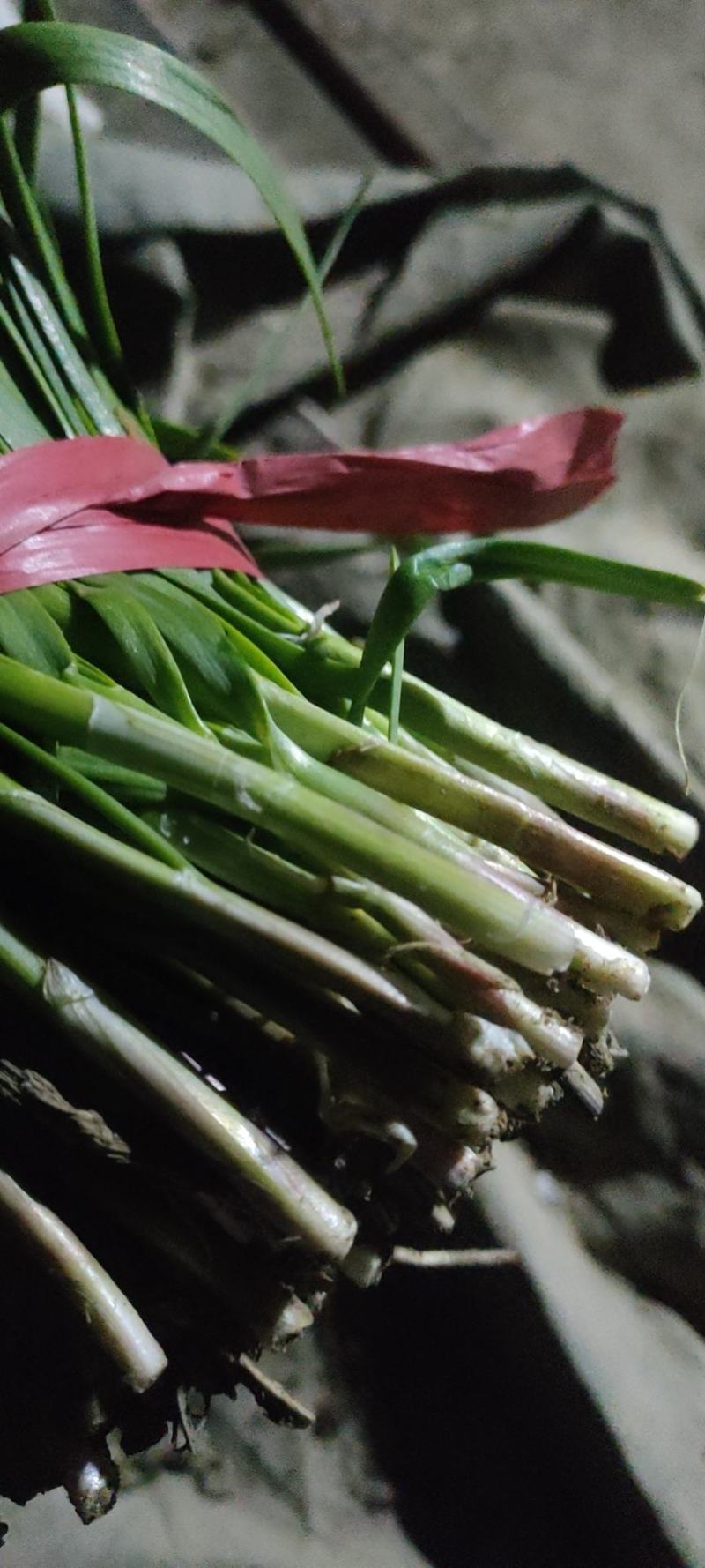 紫根陆地头刀韭菜