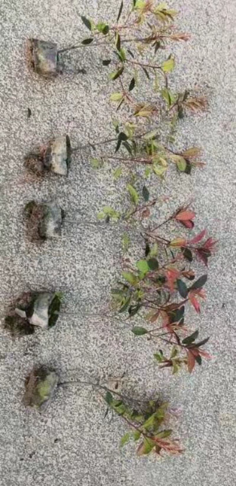 红叶石楠大杯苗，高度30至60公分，冠幅30公分左右