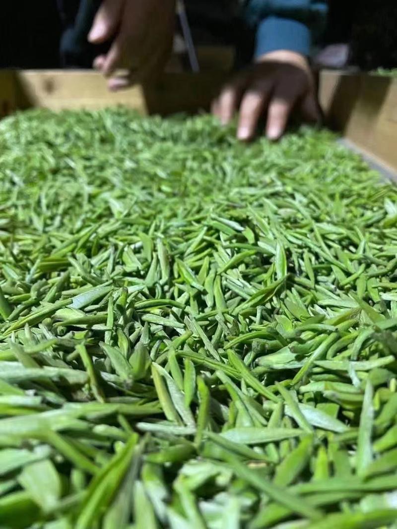 信阳毛尖，核心产业区生态绿茶。自产自销，大量批发