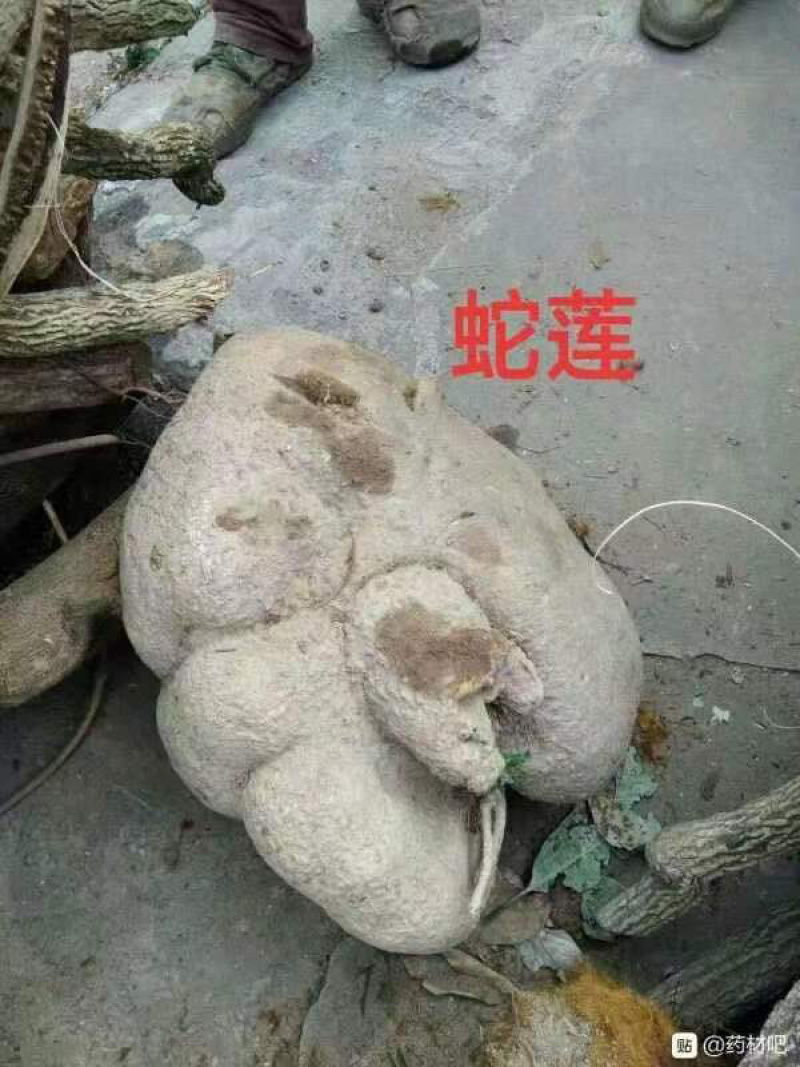 大山根子砍砍药，鸡血藤，20多个单品，支持选品种，