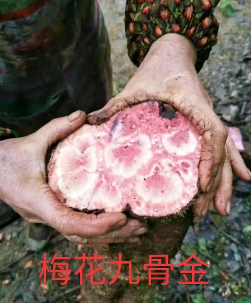 大山根子砍砍药，鸡血藤，20多个单品，支持选品种，