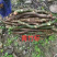大山根子砍砍药，鸡血藤，20多个单品，支持选品种，