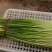 精品蒜苔需要抓紧联系