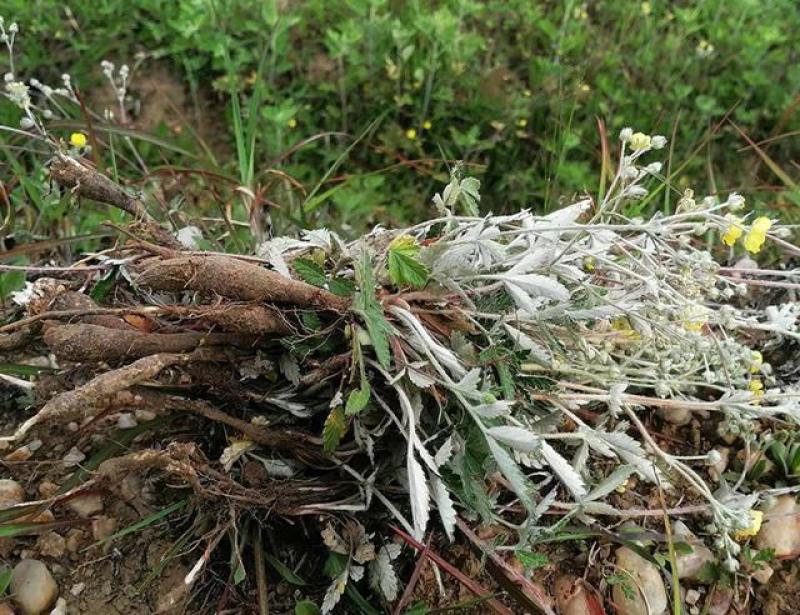 河南南阳伏牛山野生小叶翻白草，鸡腿根，老鸹爪，干货，干货