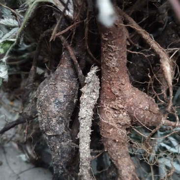 河南南阳伏牛山野生小叶翻白草，鸡腿根，老鸹爪，干货，干货