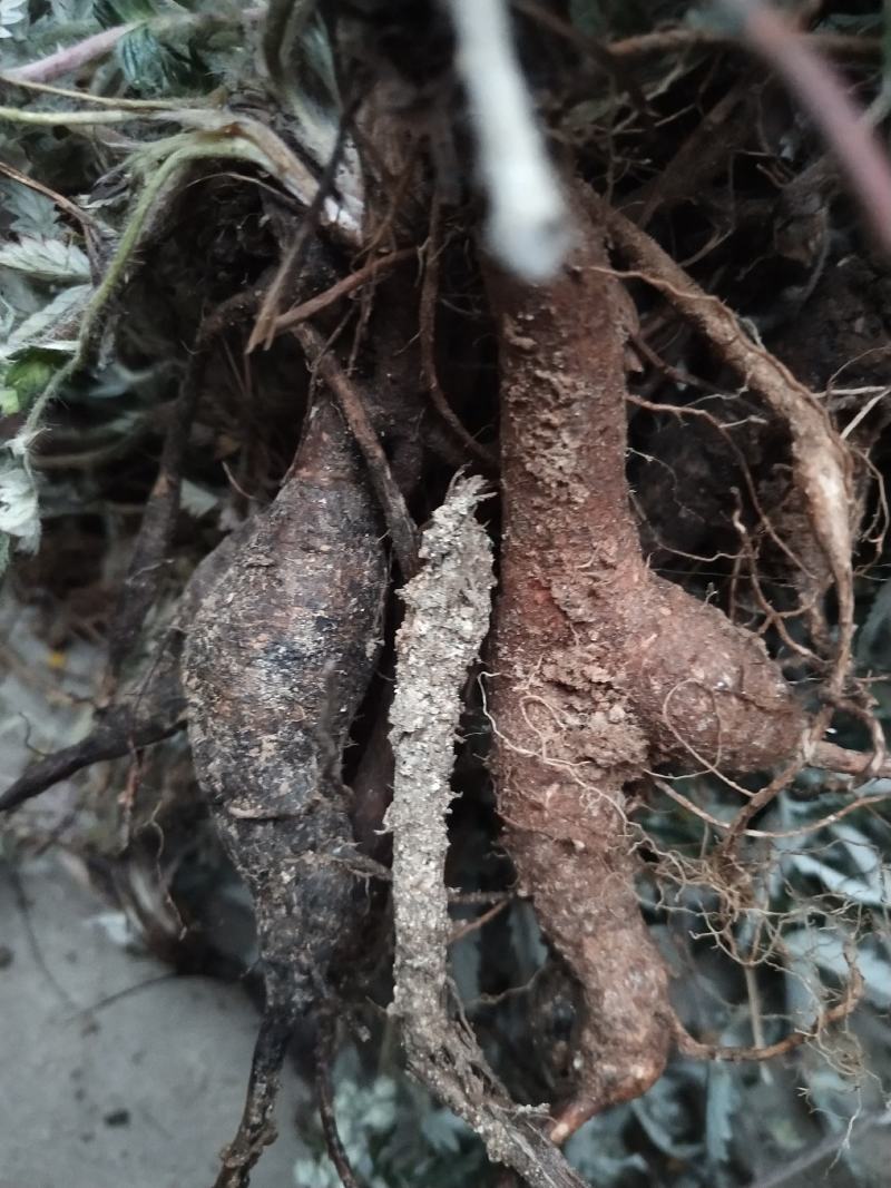 河南南阳伏牛山野生小叶翻白草，鸡腿根，老鸹爪，干货，干货