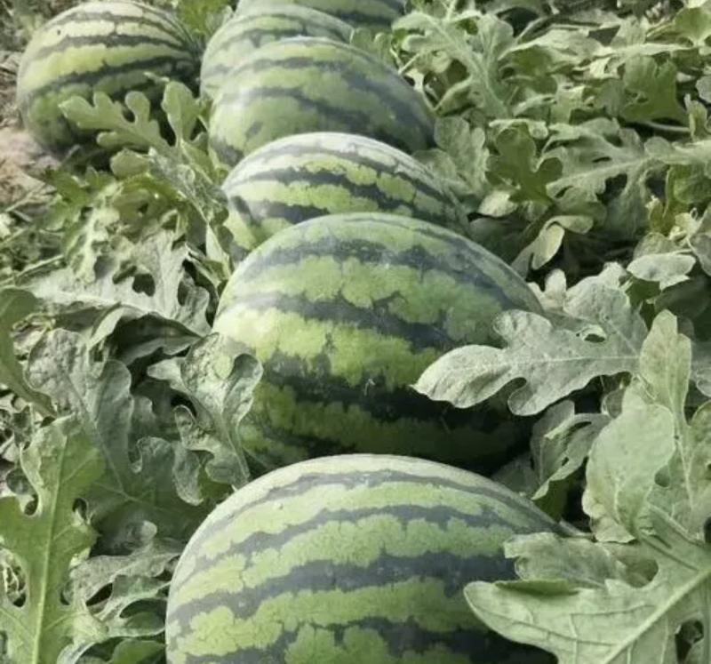 陕西大荔县西瓜露天沙地甜王西瓜产地直销量大价格美丽