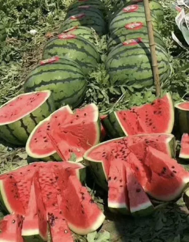 陕西大荔县西瓜露天沙地甜王西瓜产地直销量大价格美丽