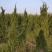 1.5米至5米高度单头龙柏树，树形美丽，不脱不糊。