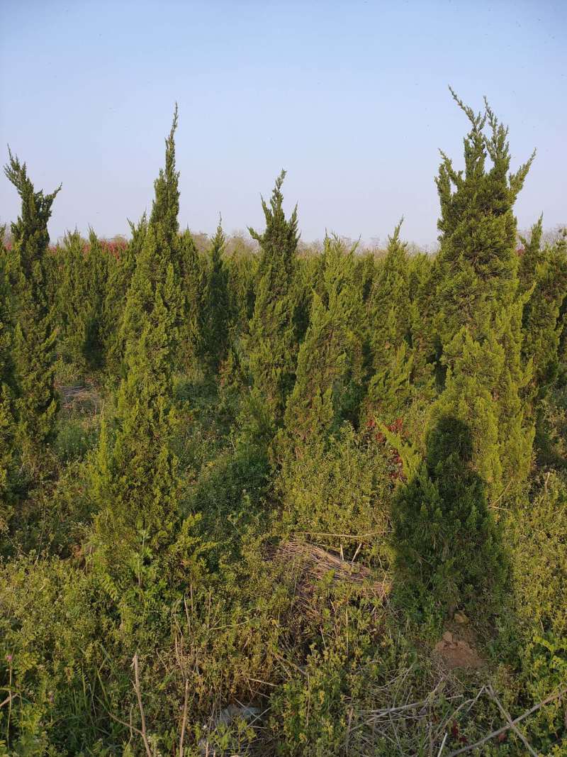 1.5米至5米高度单头龙柏树，树形美丽，不脱不糊。