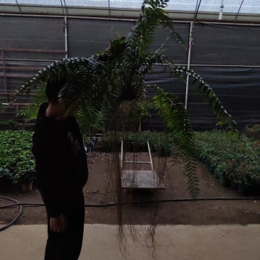 霸王蕨长叶肾蕨波斯顿蕨大型蕨类植物垂钓水培喜阴热带盆栽绿