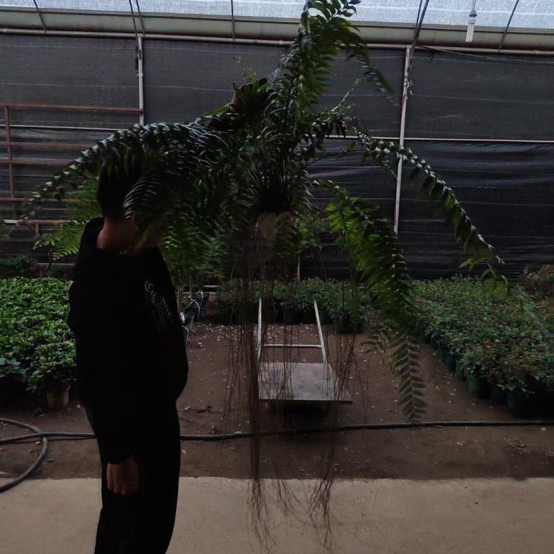 霸王蕨长叶肾蕨波斯顿蕨大型蕨类植物垂钓水培喜阴热带盆栽绿