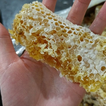 铁箱巢蜜