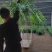 霸王蕨长叶肾蕨波斯顿蕨大型蕨类植物垂钓水培喜阴热带盆栽绿