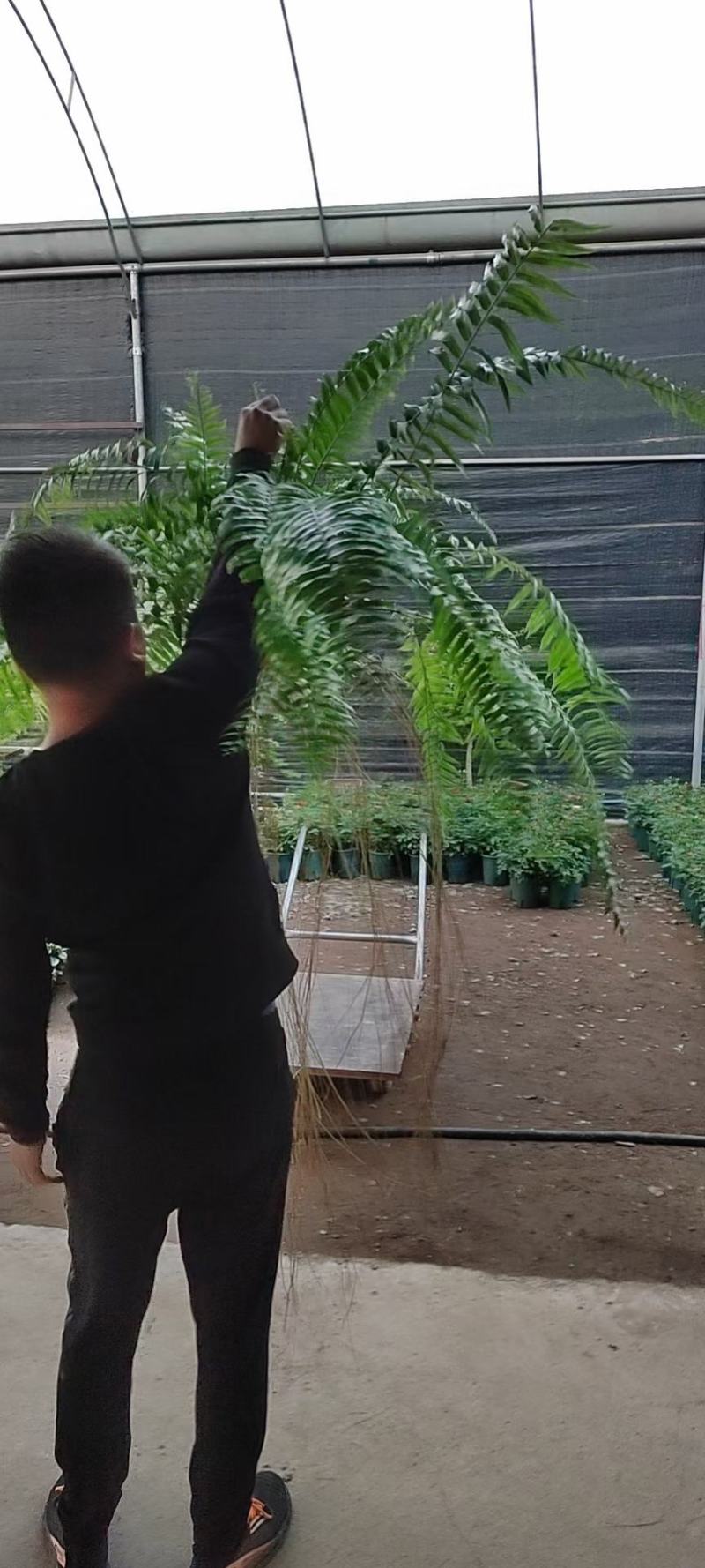 霸王蕨长叶肾蕨波斯顿蕨大型蕨类植物垂钓水培喜阴热带盆栽绿