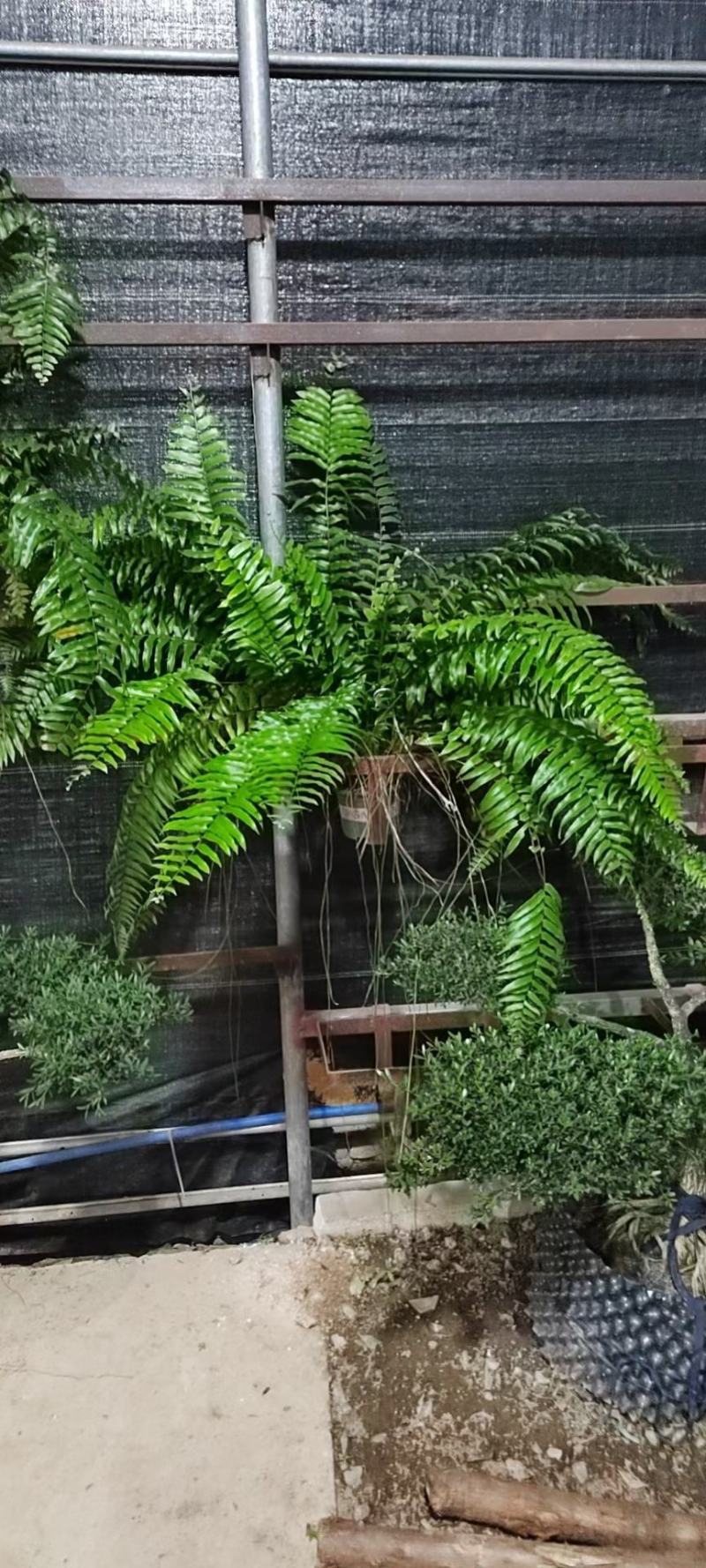 霸王蕨长叶肾蕨波斯顿蕨大型蕨类植物垂钓水培喜阴热带盆栽绿