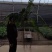 霸王蕨长叶肾蕨波斯顿蕨大型蕨类植物垂钓水培喜阴热带盆栽绿