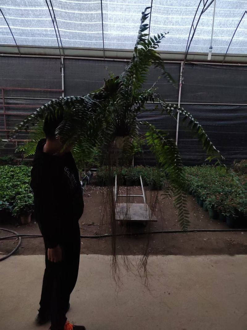 霸王蕨长叶肾蕨波斯顿蕨大型蕨类植物垂钓水培喜阴热带盆栽绿