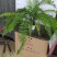霸王蕨长叶肾蕨波斯顿蕨大型蕨类植物垂钓水培喜阴热带盆栽绿