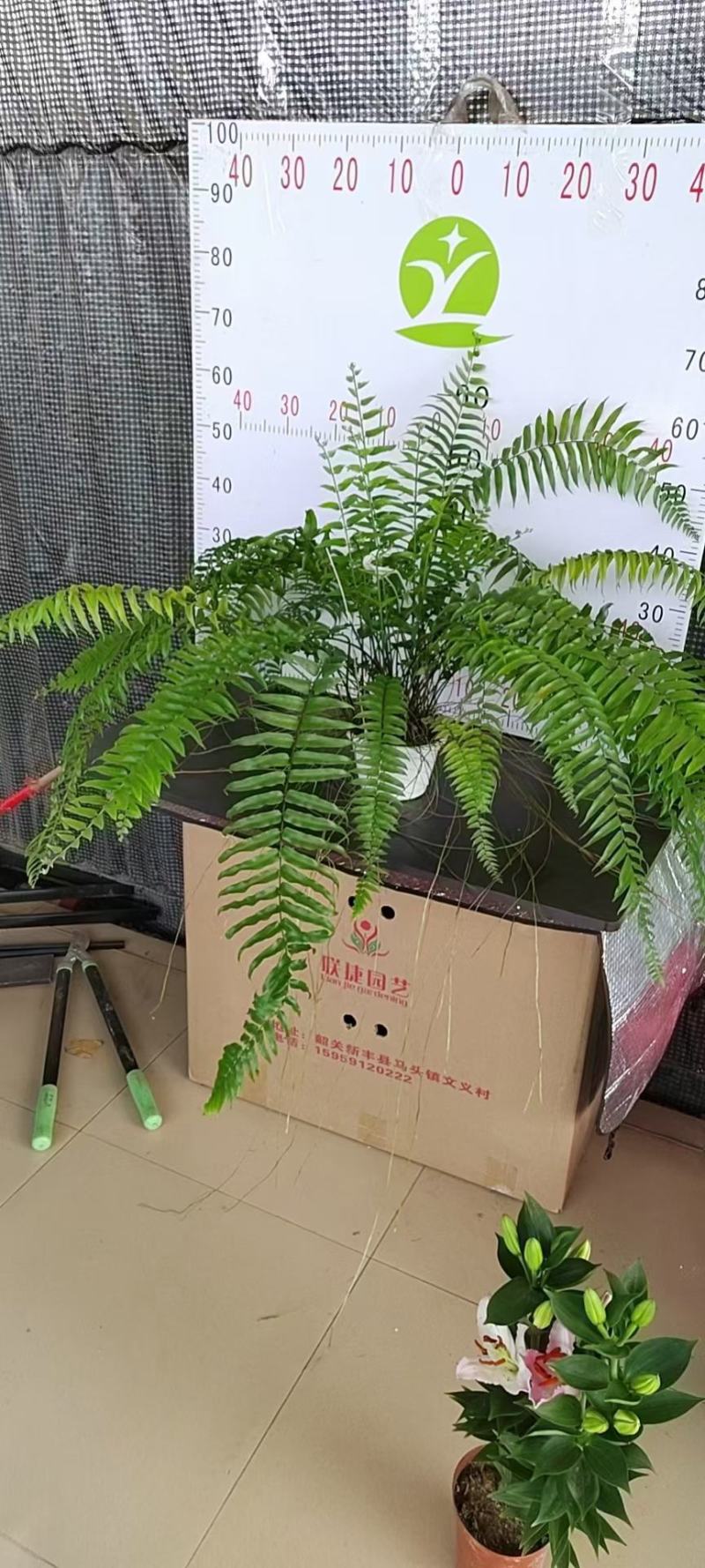 霸王蕨长叶肾蕨波斯顿蕨大型蕨类植物垂钓水培喜阴热带盆栽绿