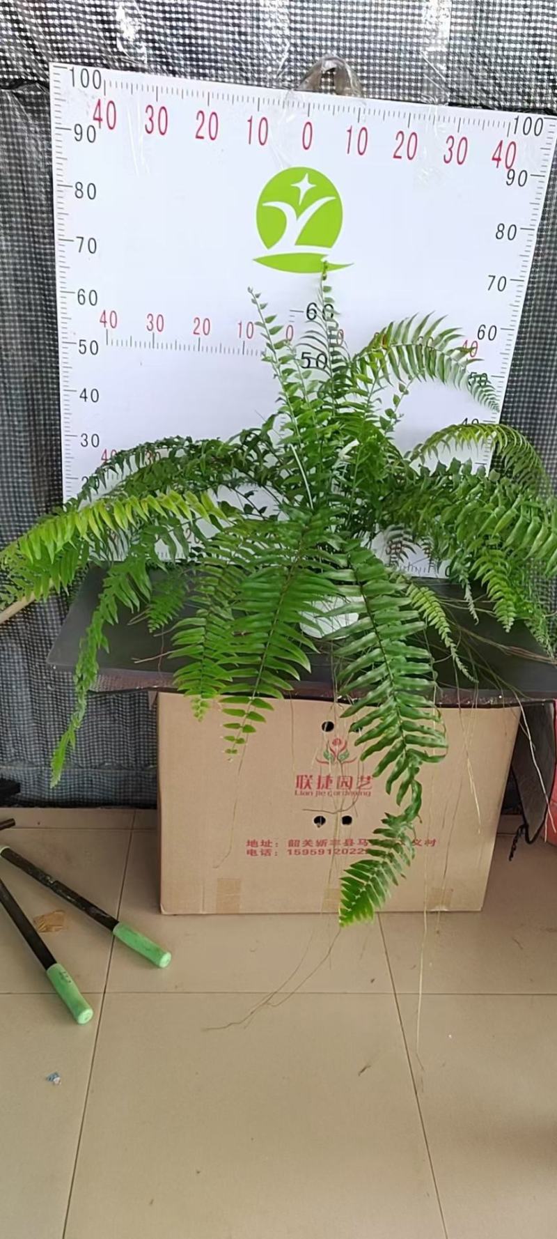 霸王蕨长叶肾蕨波斯顿蕨大型蕨类植物垂钓水培喜阴热带盆栽绿